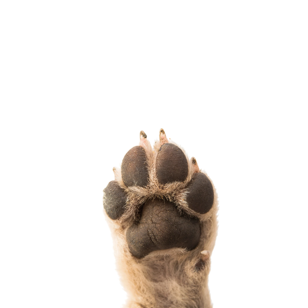 Nose and Paw Balm For Dogs and Pets